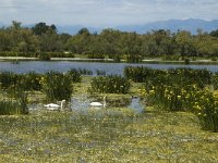 E, Girona, Castello d Empuries, Estany de Vilaut 16, Saxifraga-Jan van der Straaten