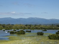 E, Girona, Castello d Empuries, Estany de Vilaut 17, Saxifraga-Jan van der Straaten