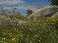 E, Girona, Castello d Empuries, Estany de Vilaut 21, Saxifraga-Jan van der Straaten