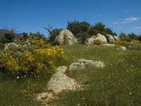 E, Girona, Castello d Empuries, Estany de Vilaut 3, Saxifraga-Jan van der Straaten