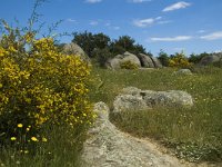 E, Girona, Castello d Empuries, Estany de Vilaut 4, Saxifraga-Jan van der Straaten