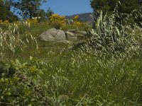 E, Girona, Castello d Empuries, Estany de Vilaut 6, Saxifraga-Jan van der Straaten