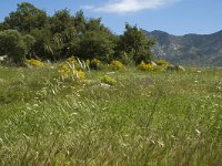 E, Girona, Castello d Empuries, Estany de Vilaut 8, Saxifraga-Jan van der Straaten