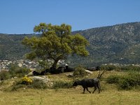 E, Girona, Castello d Empuries, Estany de Vilaut 9, Saxifraga-Jan van der Straaten