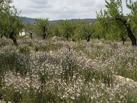 E, Granada, Albunuelas 7, Saxifraga-Willem van Kruijsbergen