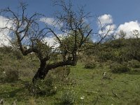 E, Granada, Cadiar 4, Saxifraga-Jan van der Straaten