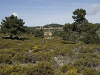 E, Granada, Jete, Meson Prados de Lopera 29, Saxifraga-Willem van Kruijsbergen