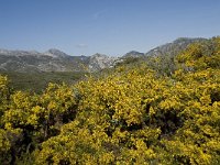 E, Granada, Jete, Meson Prados de Lopera 48, Saxifraga-Willem van Kruijsbergen