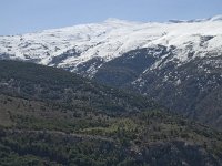 E, Granada, Monachil, Pradollano 7, Pico Veleta, Saxifraga-Willem van Kruijsbergen