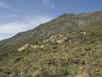 E, Granada, Orgiva, Sierra de Lujar, Olias 11, Saxifraga-Willem van Kruijsbergen