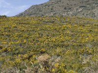 E, Granada, Orgiva, Sierra de Lujar, Olias 4, Saxifraga-Willem van Kruijsbergen