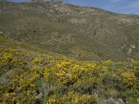 E, Granada, Orgiva, Sierra de Lujar, Olias 6, Saxifraga-Willem van Kruijsbergen