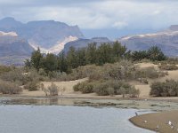 E, Las Palmas, San Bartolome de Tirajana, Dunas de Maspalomas 1, Saxifraga-Tom Heijnen