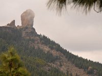 E, Las Palmas, Tejeda, Roque Nublo 1, Saxifraga-Tom Heijnen