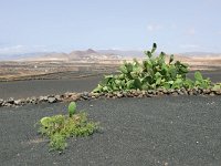 E, Las Palmas, Tinajo, near Mancha Blanca 1, Saxifraga-Tom Heijnen