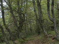 E, Leon, Posada de Valdeon, Soto de Valdeon 12, Saxifraga-Willem van Kruijsbergen