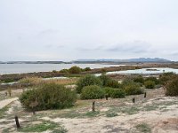 E, Málaga, Fuente de Piedra, Laguna de Fuente de Piedra, Saxifraga-Tom Heijnen