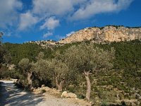 E, Mallorca, Alaro, Castel d Alaro 10, Saxifraga-Hans Dekker