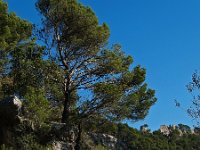 E, Mallorca, Alaro, Castel d Alaro 4, Saxifraga-Hans Dekker