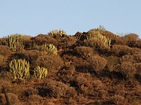 E, Santa Cruz de Tenerife, Arona, Los Cristianos 1, Saxifraga-Dirk Hilbers