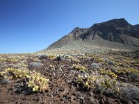 E, Santa Cruz de Tenerife, Buenavista del Norte, Punta Teno 1, Saxifraga-Dirk Hilbers