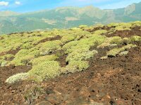 E, Santa Cruz de Tenerife, Guimar, Malpais de Guimar 4, Saxifraga-Hans Grotenhuis