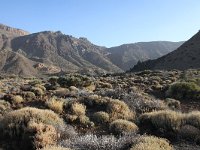 E, Santa Cruz de Tenerife, La Oratava, Canadas del Teide 12, Saxifraga-Dirk Hilbers