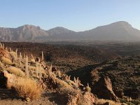 E, Santa Cruz de Tenerife, La Oratava, Canadas del Teide 13, Saxifraga-Dirk Hilbers