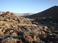 E, Santa Cruz de Tenerife, La Oratava, Canadas del Teide 2, Saxifraga-Dirk Hilbers