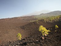 E, Santa Cruz de Tenerife, La Oratava, Canadas del Teide 3, Saxifraga-Dirk Hilbers