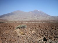 E, Santa Cruz de Tenerife, La Oratava, Canadas del Teide 5, Saxifraga-Dirk Hilbers