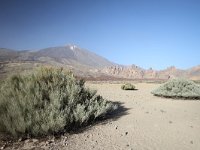 E, Santa Cruz de Tenerife, La Oratava, Canadas del Teide 7, Saxifraga-Dirk Hilbers