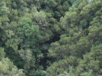 E, Santa Cruz de Tenerife, Los Sillos, Montes del Agua 1, laurel cloud forest, Saxifraga-Dirk Hilbers