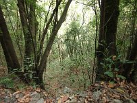 E, Santa Cruz de Tenerife, Los Sillos, Montes del Agua 3, laurel cloud forest, Saxifraga-Dirk Hilbers