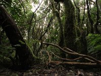 E, Santa Cruz de Tenerife, Tequeste, Anaga 4, laurel cloud forest, Saxifraga-Dirk Hilber