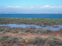 E, Tarragona, Deltebre, Bassa de la Tancada 3, Saxifraga-Jan van der Straaten