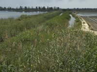 E, Tarragona, Deltebre, Canal Vell 10, Saxifraga-Jan van der Straaten