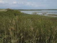 E, Tarragona, Deltebre, Canal Vell 11, Saxifraga-Jan van der Straaten