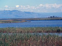 E, Tarragona, Deltebre, Canal Vell 2, Saxifraga-Jan van der Straaten