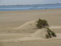 E, Tarragona, Deltebre, El Fangar 12, Saxifraga-Jan van der Straaten