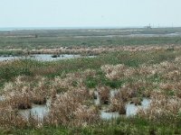 E, Tarragona, Deltebre, Illa de Buda 4, Saxifraga-Jan van der Straaten