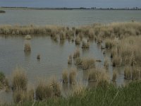 E, Tarragona, Deltebre, LEncanyssada 9, Saxifraga-Jan van der Straaten