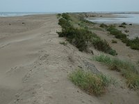 E, Tarragona, Deltebre, Punta de la Banya 2, Saxifraga-Jan van der Straaten