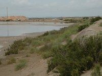 E, Tarragona, Deltebre, Punta de la Banya 3, Saxifraga-Jan van der Straaten