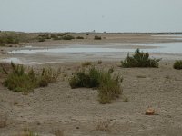 E, Tarragona, Deltebre, Punta de la Banya 5, Saxifraga-Jan van der Straaten