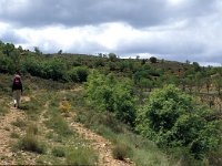 E, Teruel, La Puebla de Valverde 1, Saxifraga-Jan van der Straaten