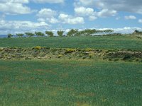 E, Teruel, La Puebla de Valverde 5, Saxifraga-Jan van der Straaten