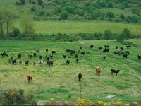 E, Teruel, La Puebla de Valverde, Mas del Val 1, Saxifraga-Jan van der Straaten