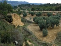 E, Teruel, Los Alagones, Las Planas 1, Saxifraga-Jan van der Straaten