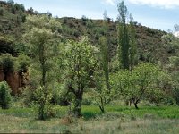 E, Teruel, Riodeva, Molino de la Montereta 3, Saxifraga-Jan van der Straaten